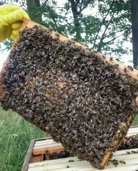 Your Bees’ Health … of course you’re interested!