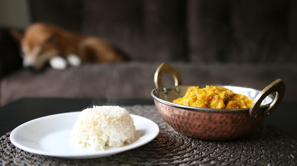 Can You Give Dogs Curry To Eat