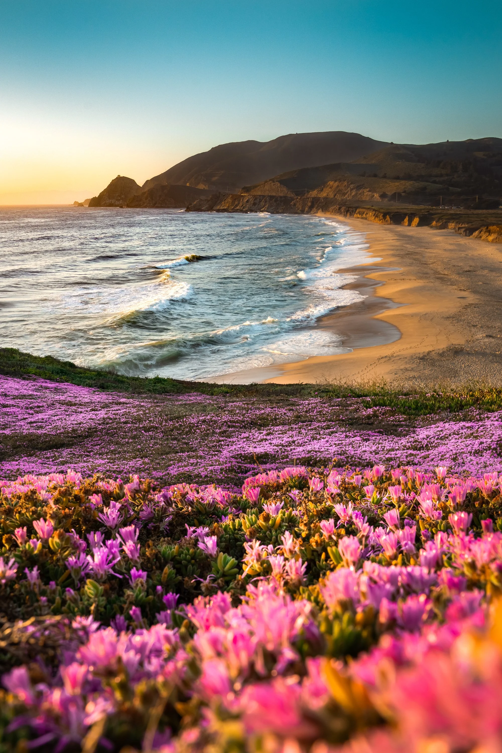 MontaraFlowers_3_Web.jpg