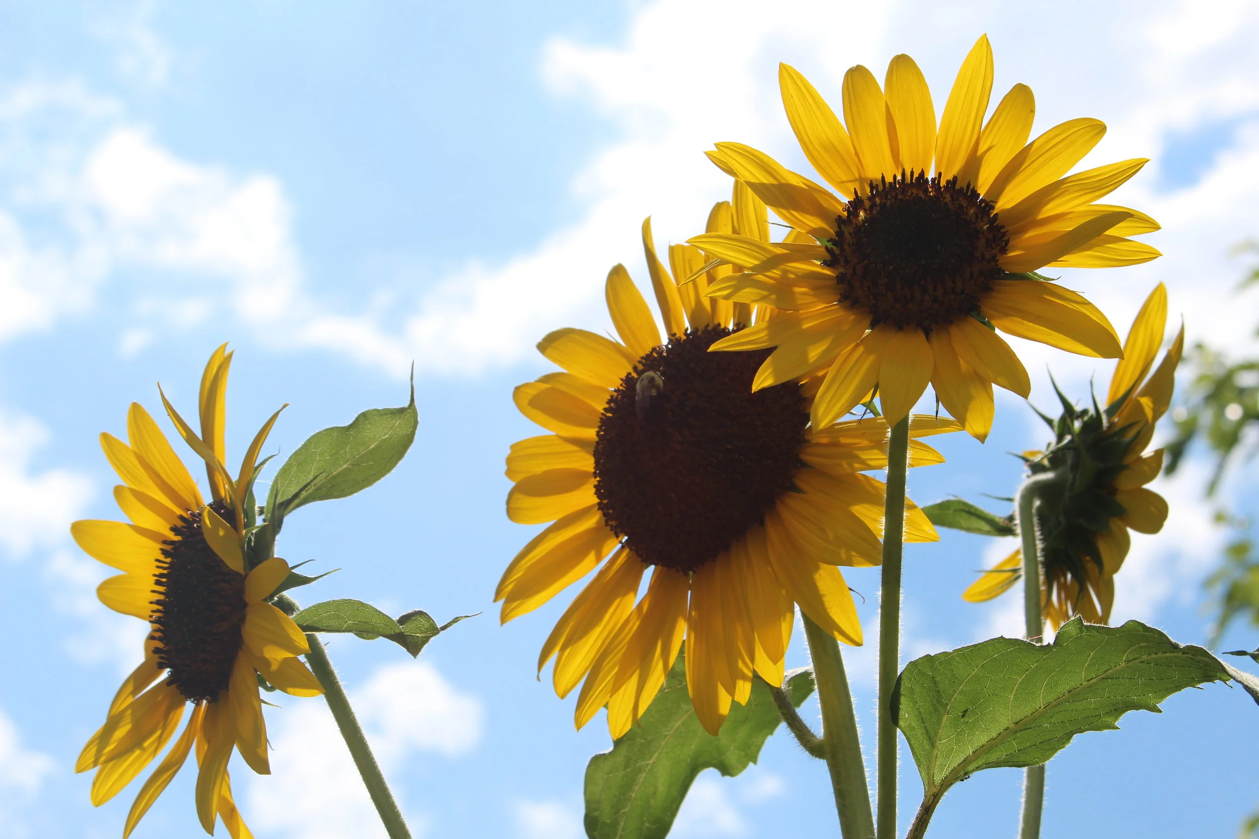 Sunday Sermon 5-10-2020