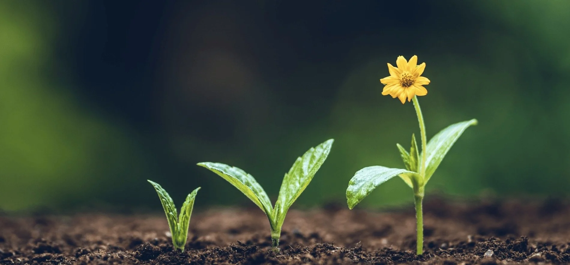 Image 12-19-24 at 3.04 PM.jpeg