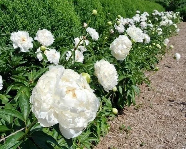 Summer Floral Inspirations 
