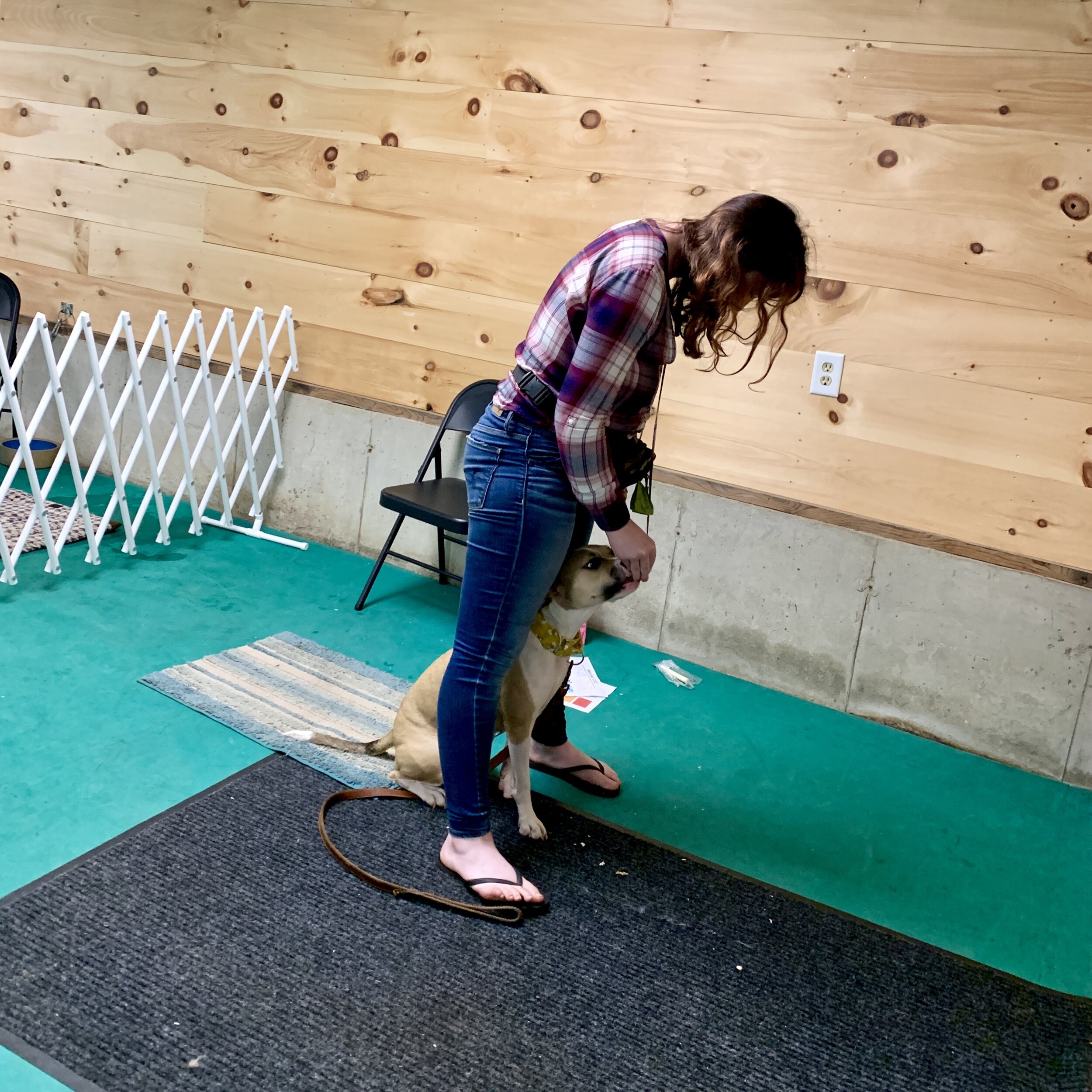  This pup is practicing a strategic position in our advanced class. 