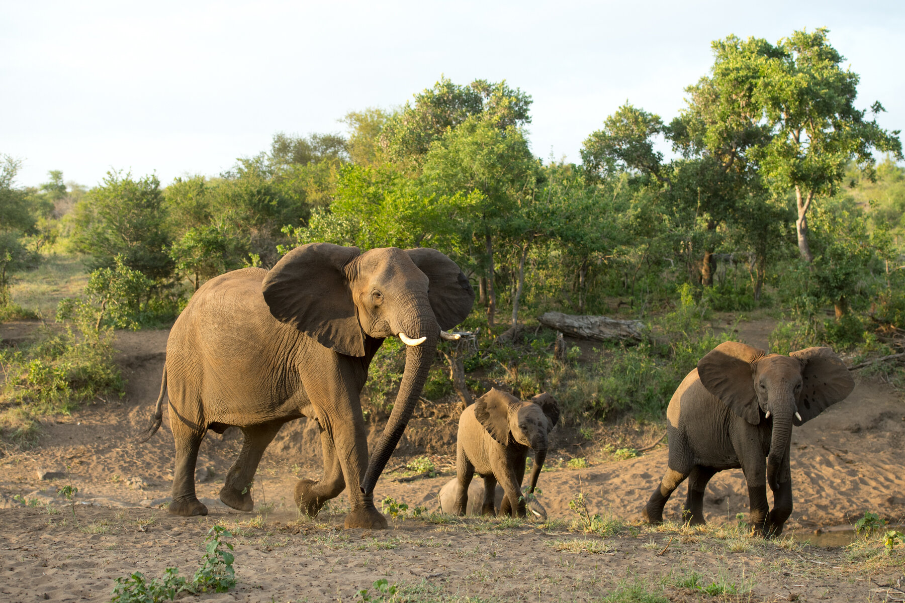 Wildlife-Elephant-Singita-Kruger-National-Park.jpg