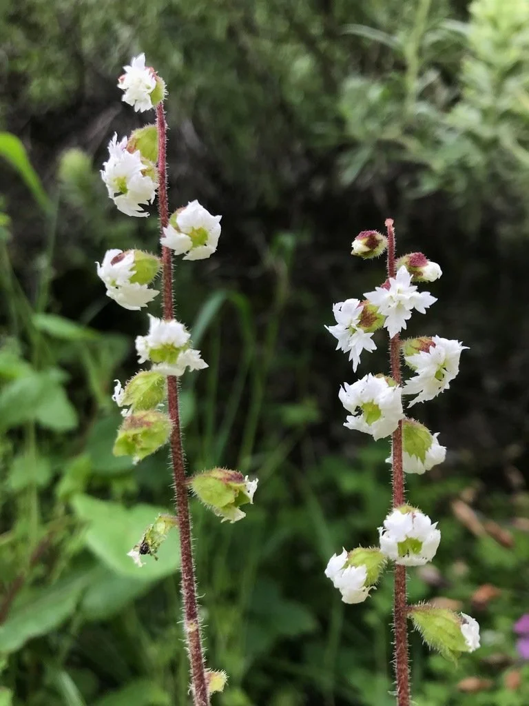 New lab publication: Pollinators of endangered plants in the Channel Islands!