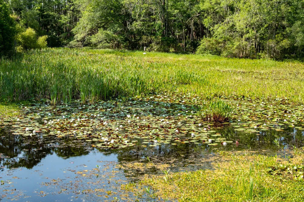 Wildlife Viewing Area