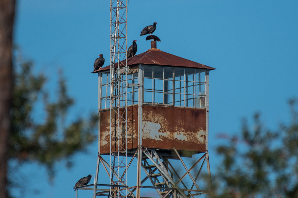 Vultures on the Firetower