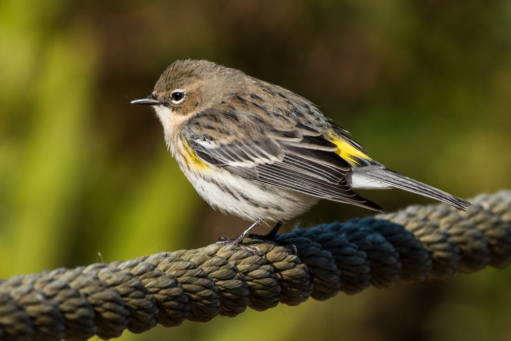 Yellow-rumped Warbler