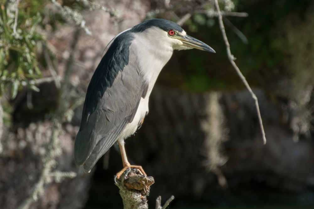 Black-crowned Night-Heron