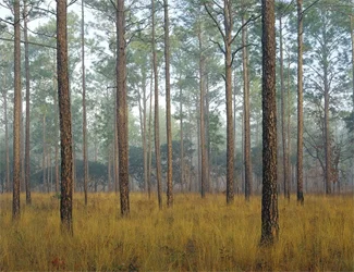 longleaf1.jpg
