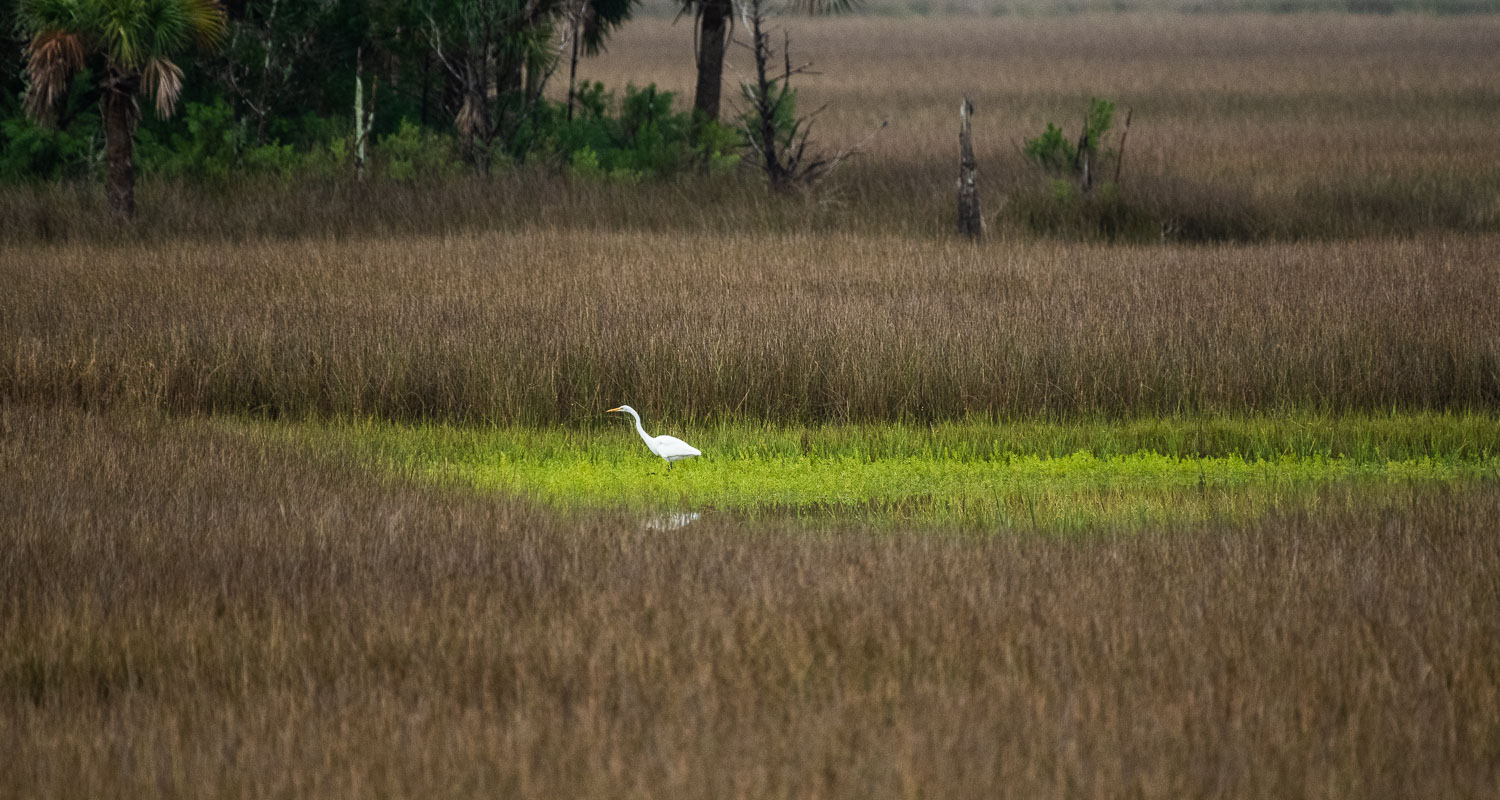 Great Egret - low res.jpg