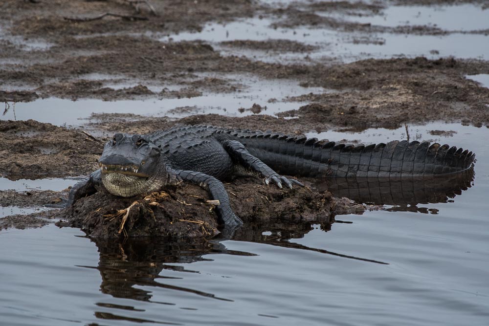 American Alligator