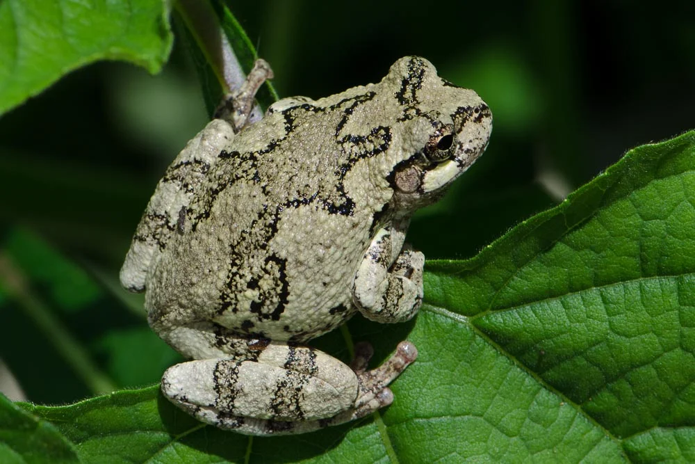 Cope’s Gray Treefrog