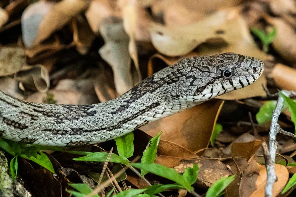 Eastern Gray Ratsnake