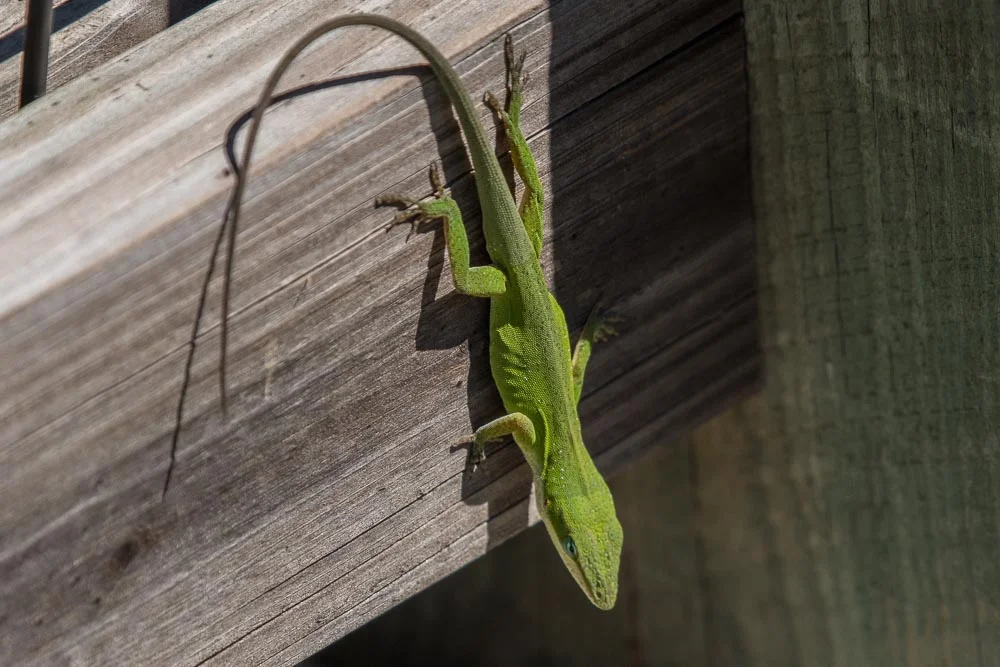 Northern Green Anole