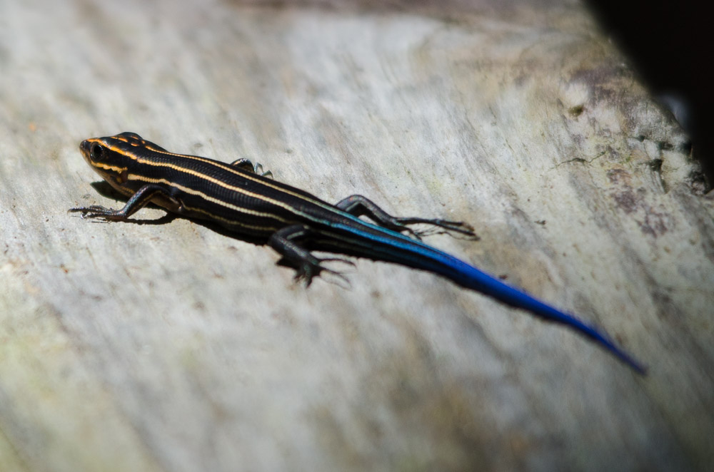 Common Five-lined Skink