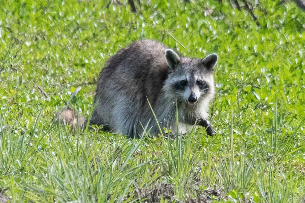 Raccoon