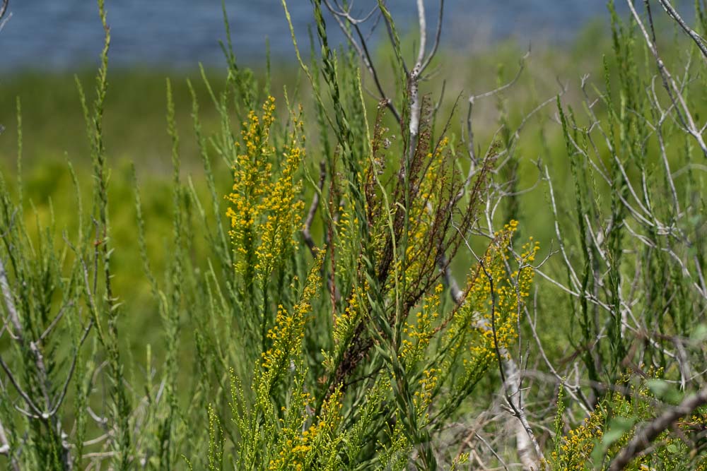 Levee Trail3.jpg