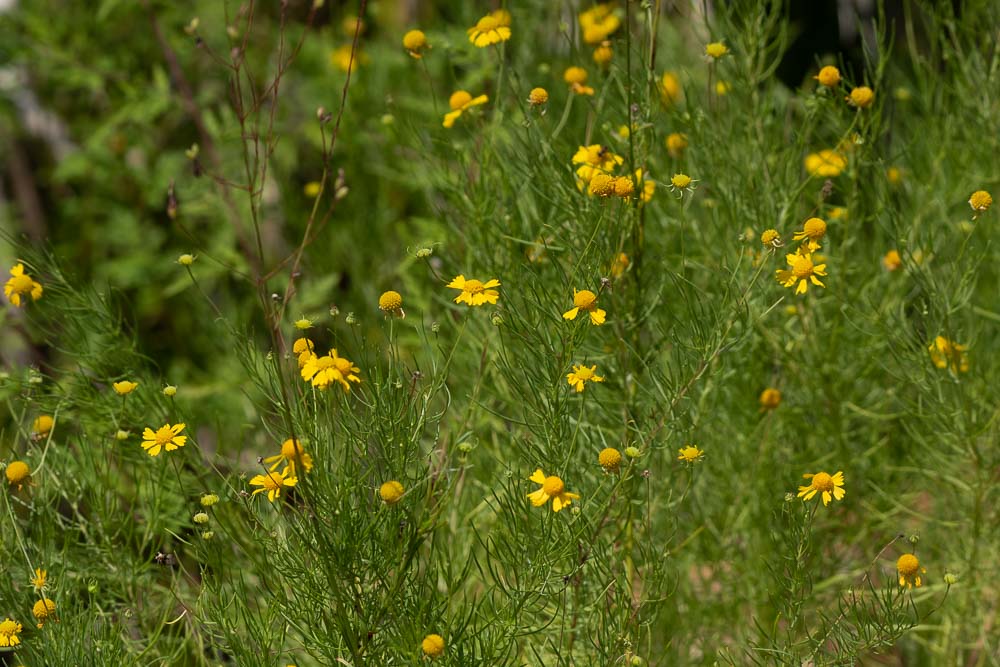 Levee Trail4.jpg