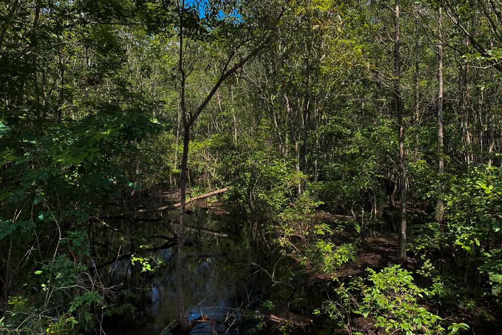 Double Bridges — Friends of St. Marks Wildlife Refuge