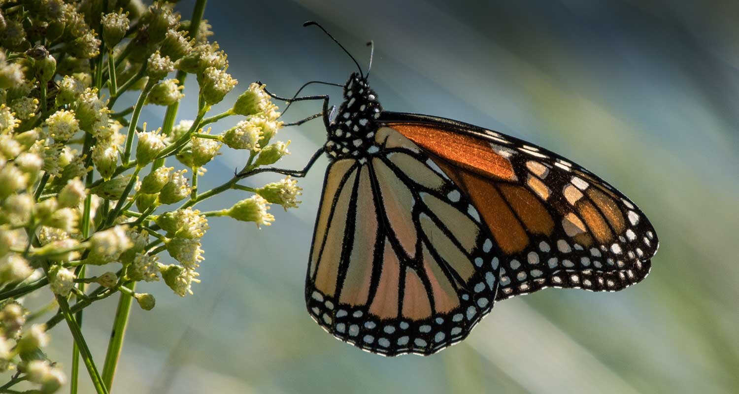 Monarch Butterfly1.jpg