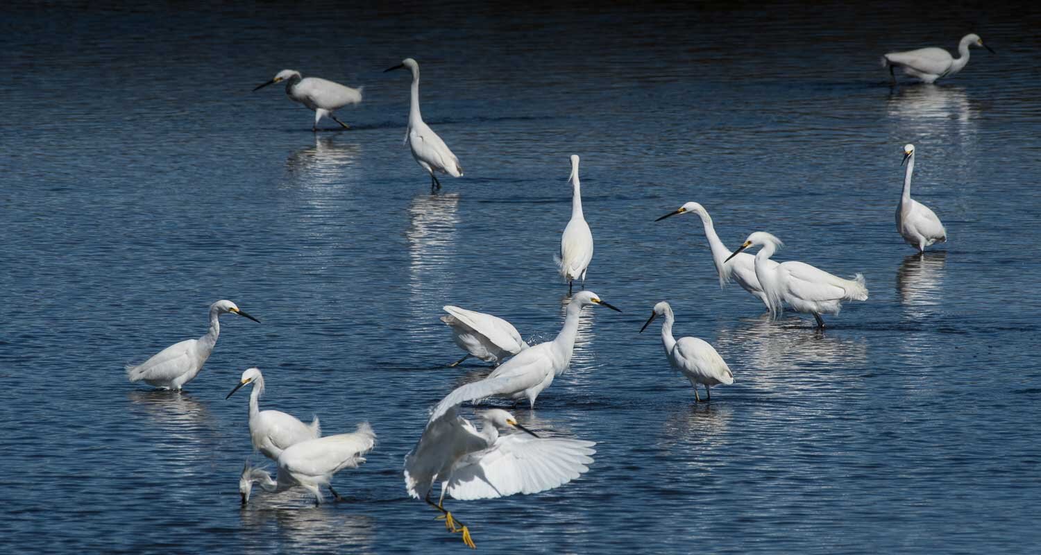 Snowy Egrets2.jpg