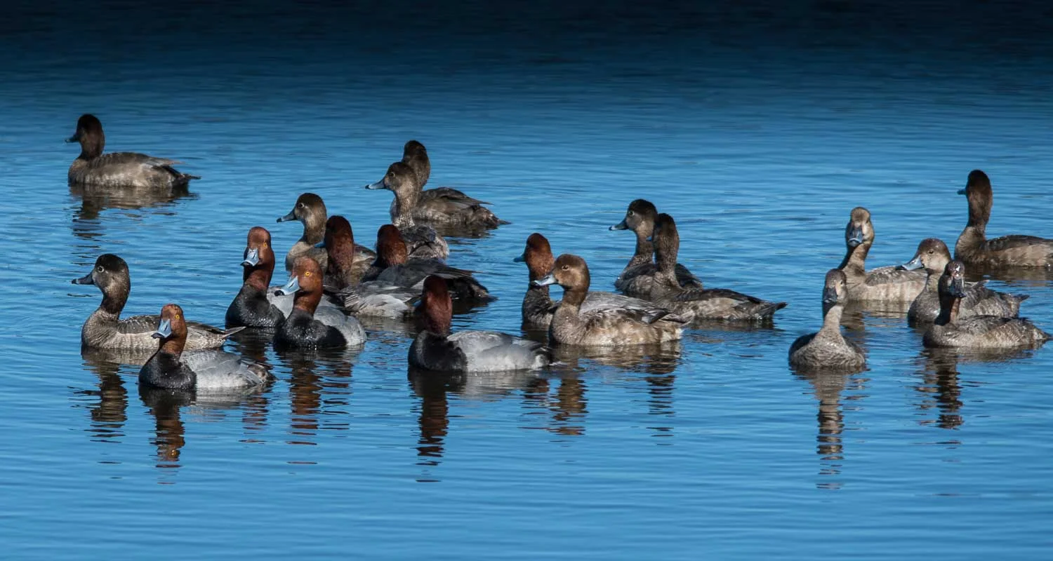 Duck Survey — Friends of St. Marks Wildlife Refuge