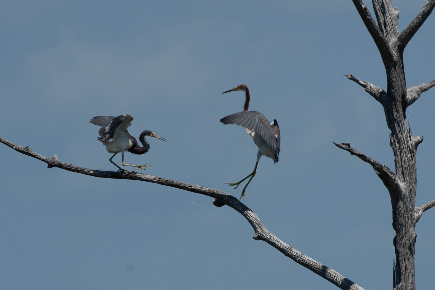 Tricolored Herons