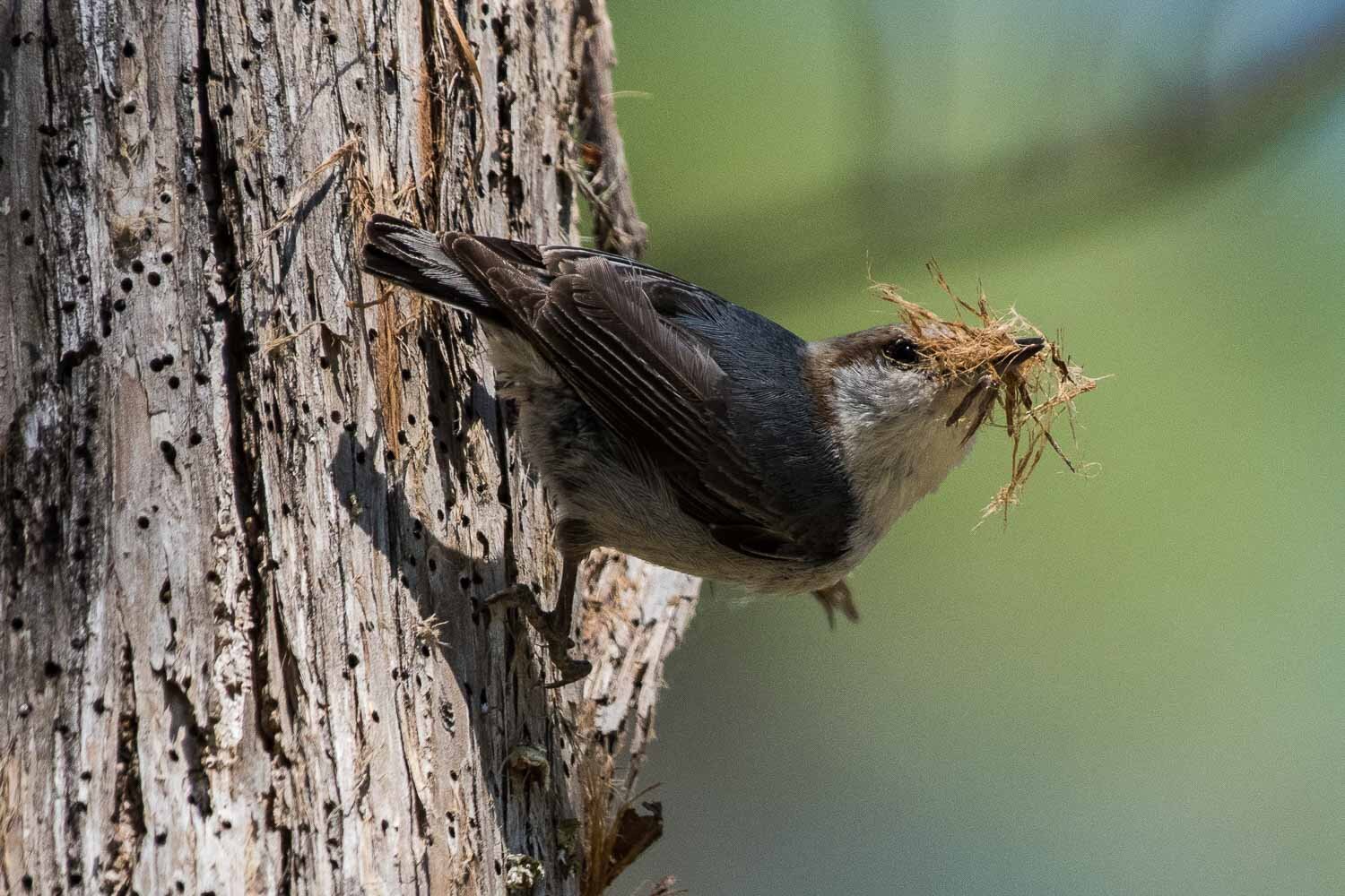 Brown-headed Huthatch