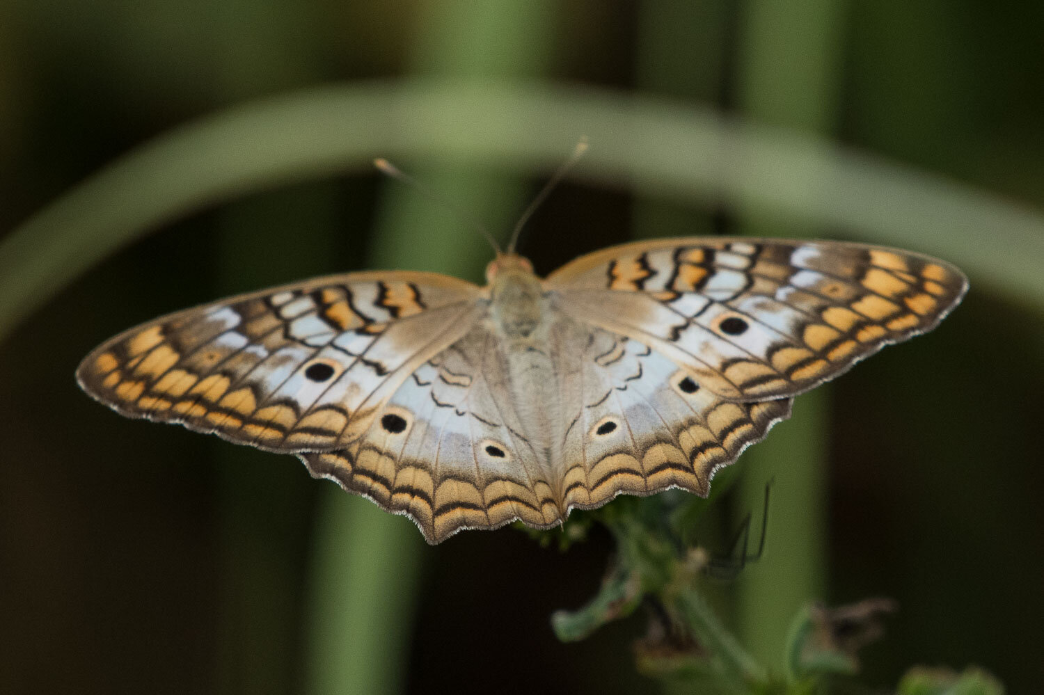 White Peacock Butterfly