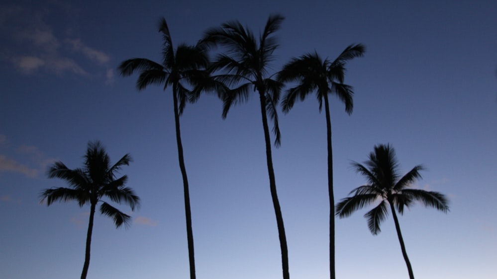 Palm+Trees.jpg