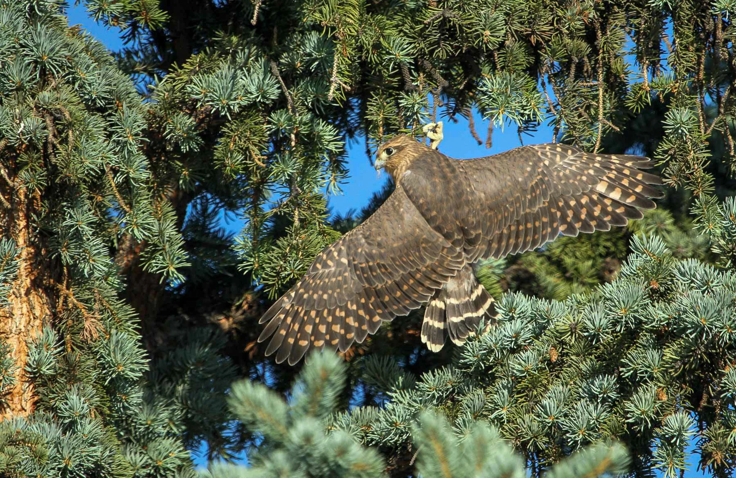 Watch Out for Merlins!