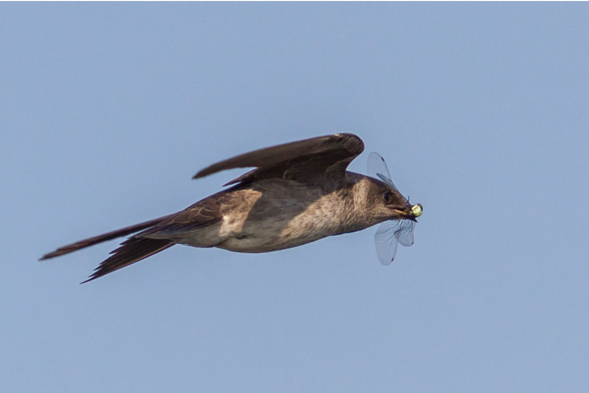 Female Purple Martin photo by Chris Perry.PNG