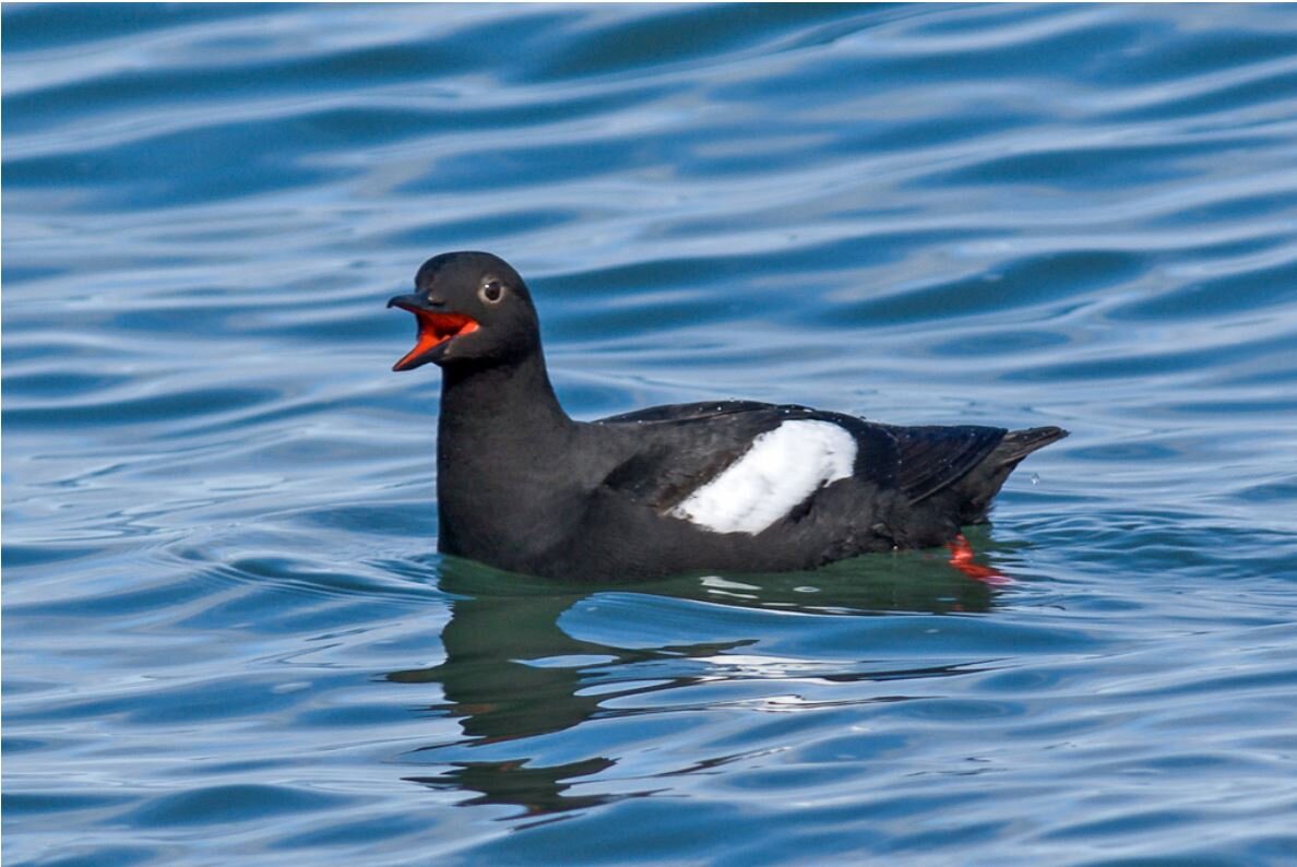 Volunteers Needed for Pigeon Guillemot Observers