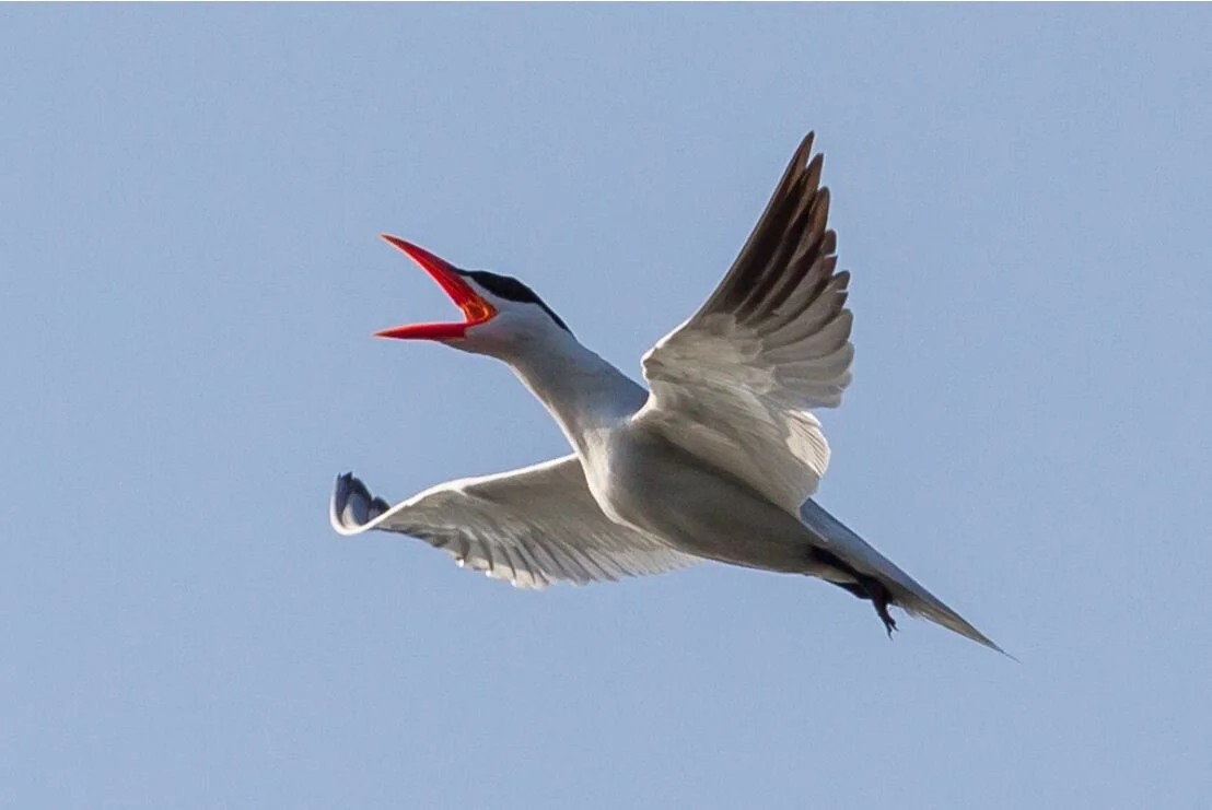 Caspian Tern Photo by Chris Perry.JPG