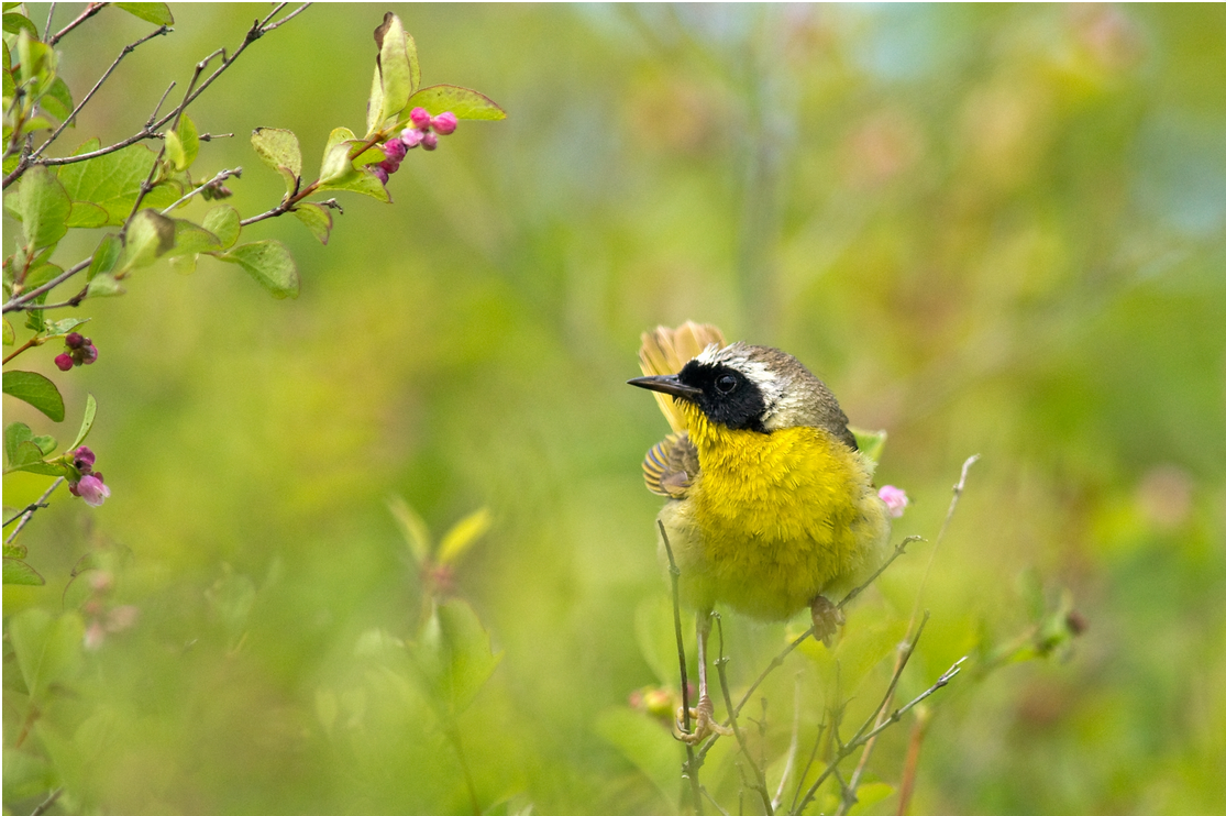 Backyard Birding: "Sounds of Spring" Video