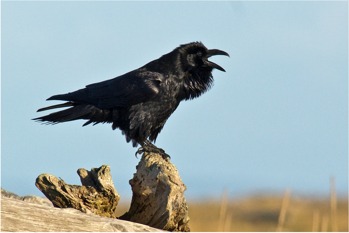 Common Raven by Dow Lambert.PNG