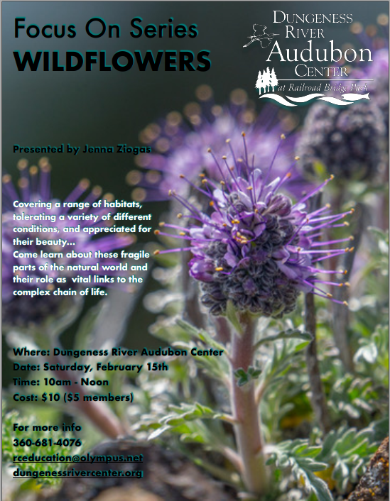 DRAC FOCUS ON SERIES "Focus On Wildflowers"