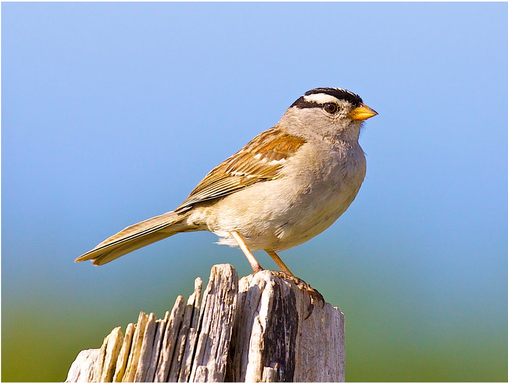 The Crowned Sparrows 