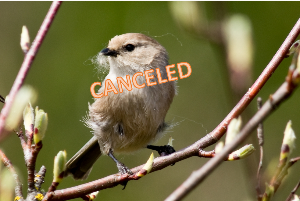 CANCELED - OPAS FIELD TRIP "Spring Birding for Beginners and Newcomers"
