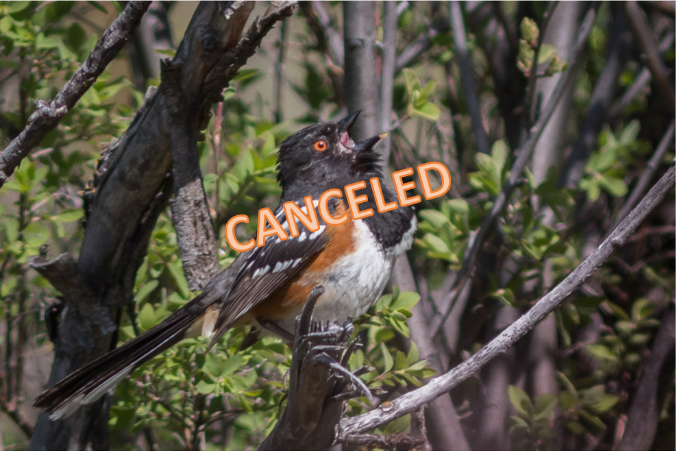 CANCELED - OPAS BACKYARD BIRDING CLASS "Spring Sounds"