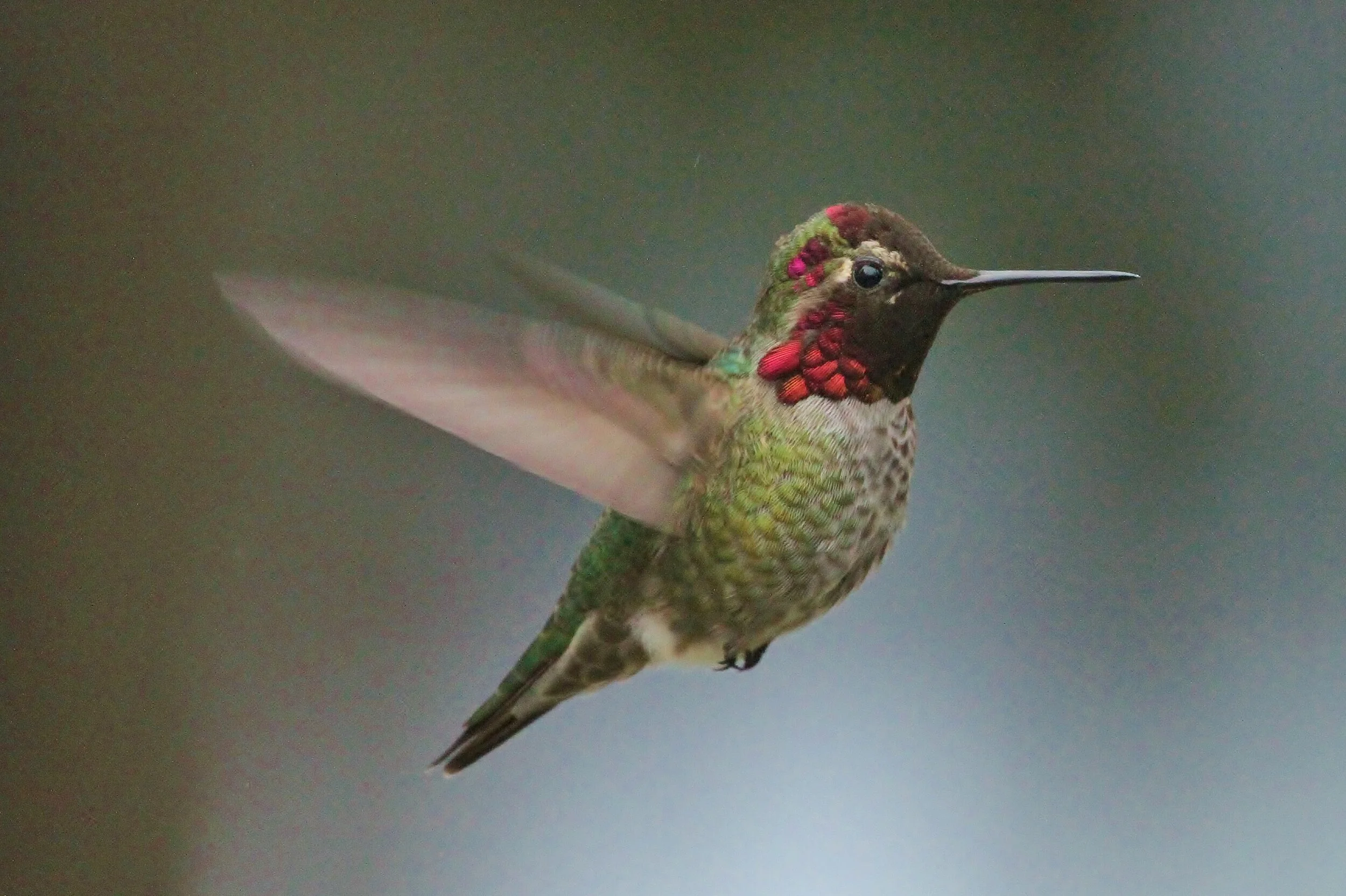 Anna's Hummingbird by John Gatchet.JPG