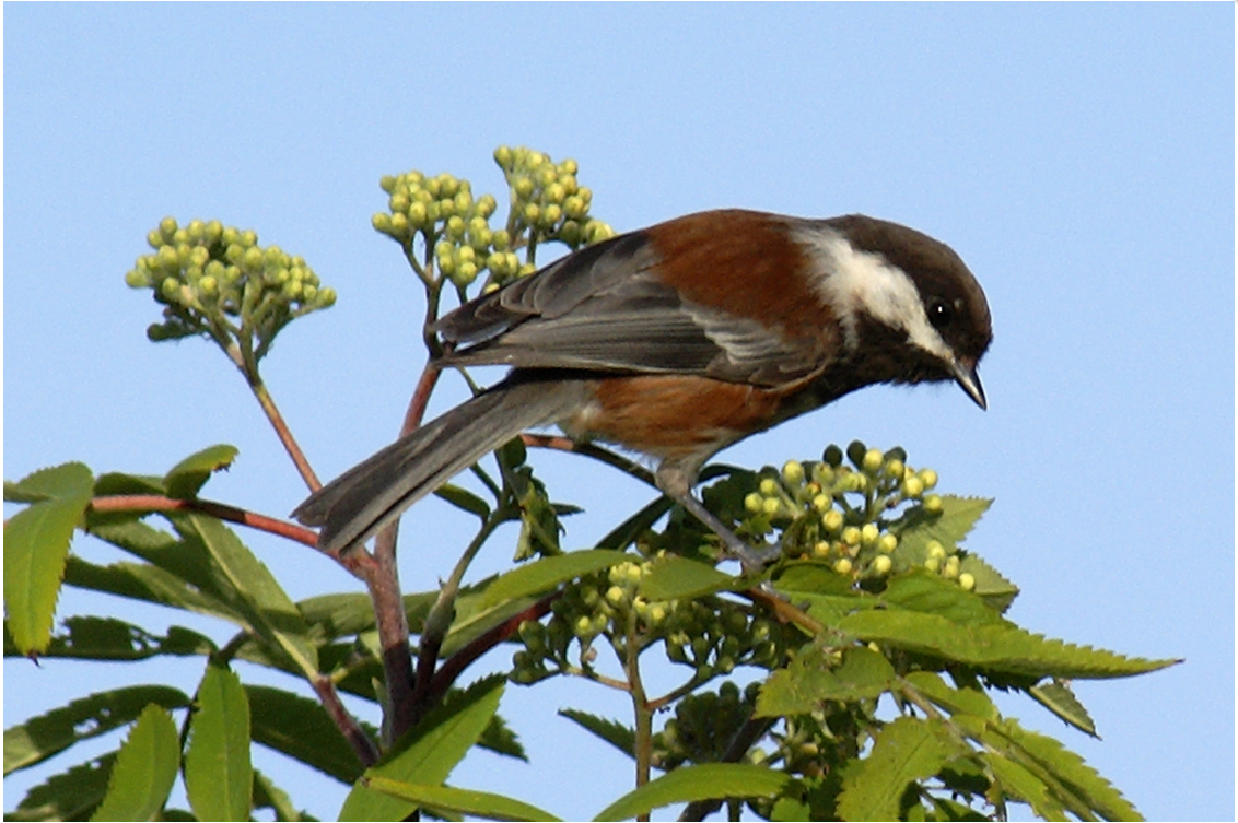 Chestnut-backed Chickadee by Dow Lambert.PNG