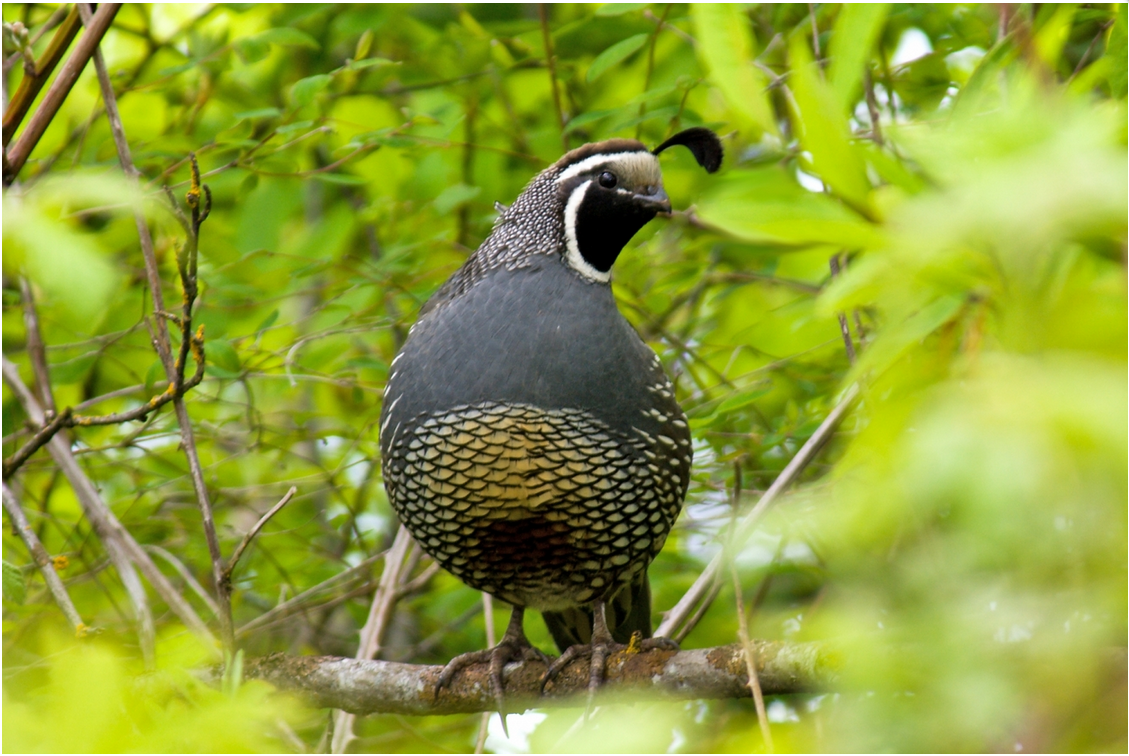 California Quail by Dow Lambert.PNG