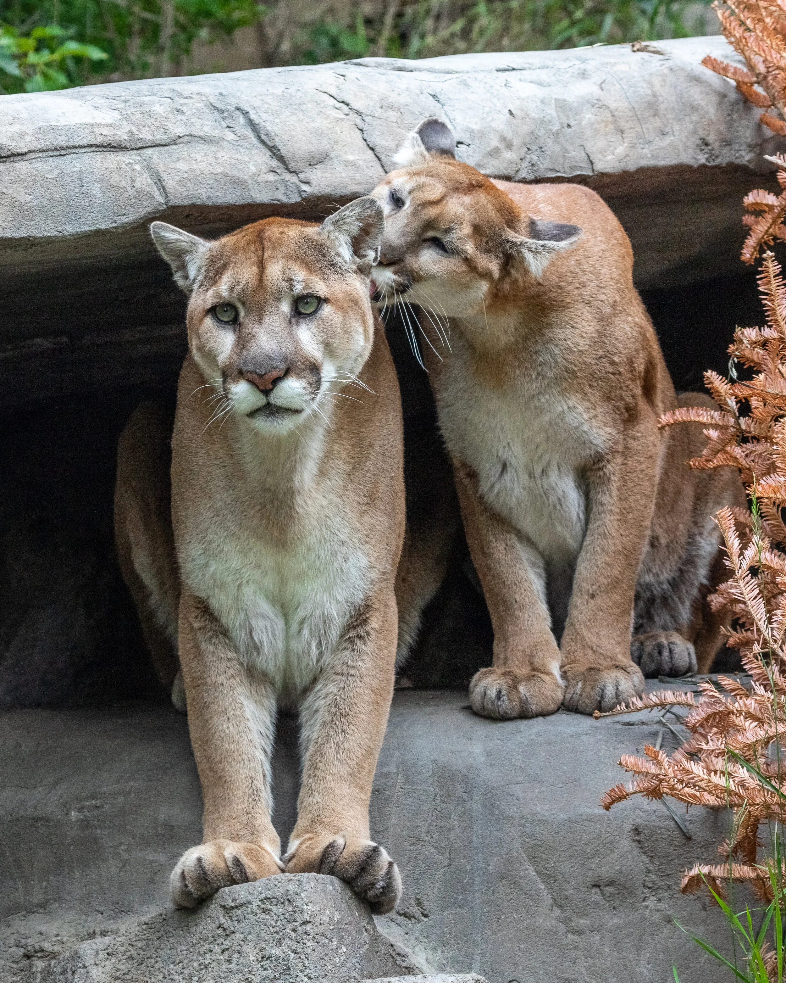OPAS Virtual Meeting: The Olympic Cougar Project