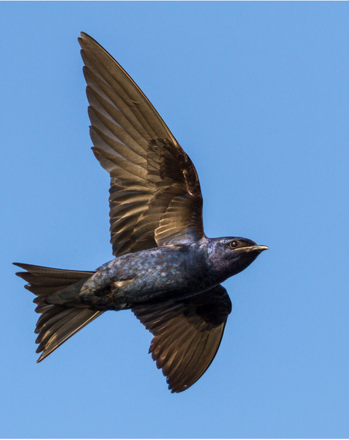 Community Science Projects — OLYMPIC PENINSULA AUDUBON SOCIETY
