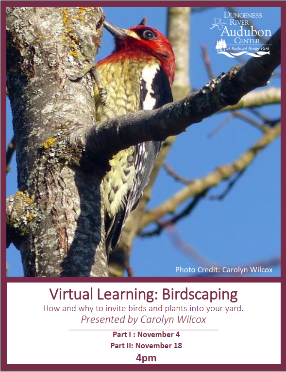 DRAC Virtual Learning: Birdscaping Part II