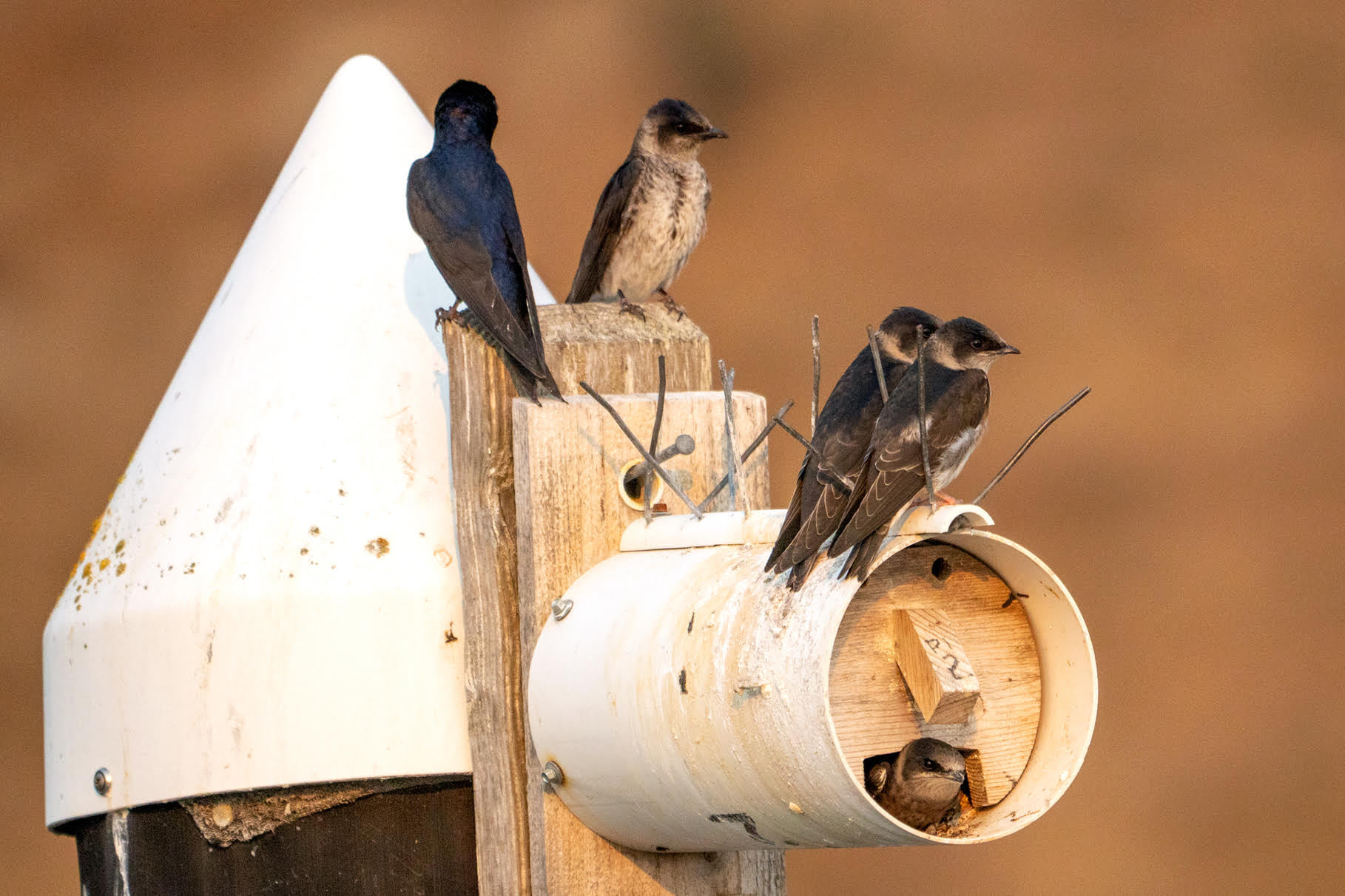 Results of Protection Island Purple Martin Nest Box Check