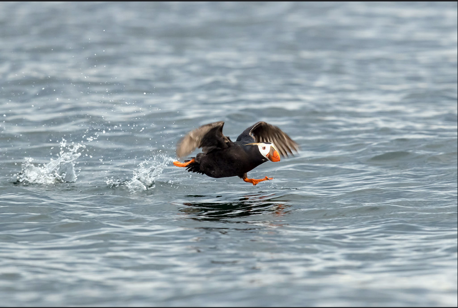 Olympic BirdFest 2026