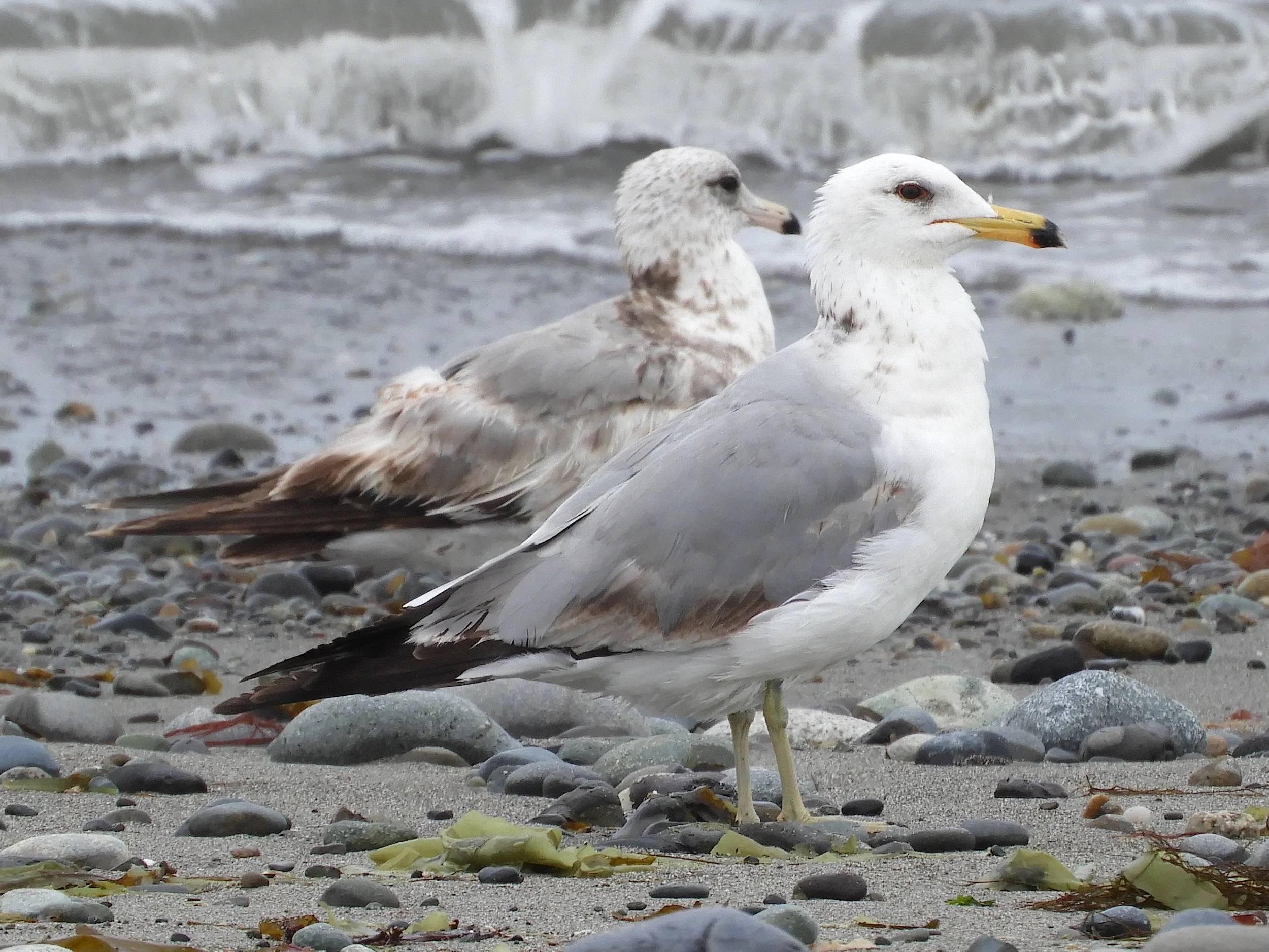California Gulls!